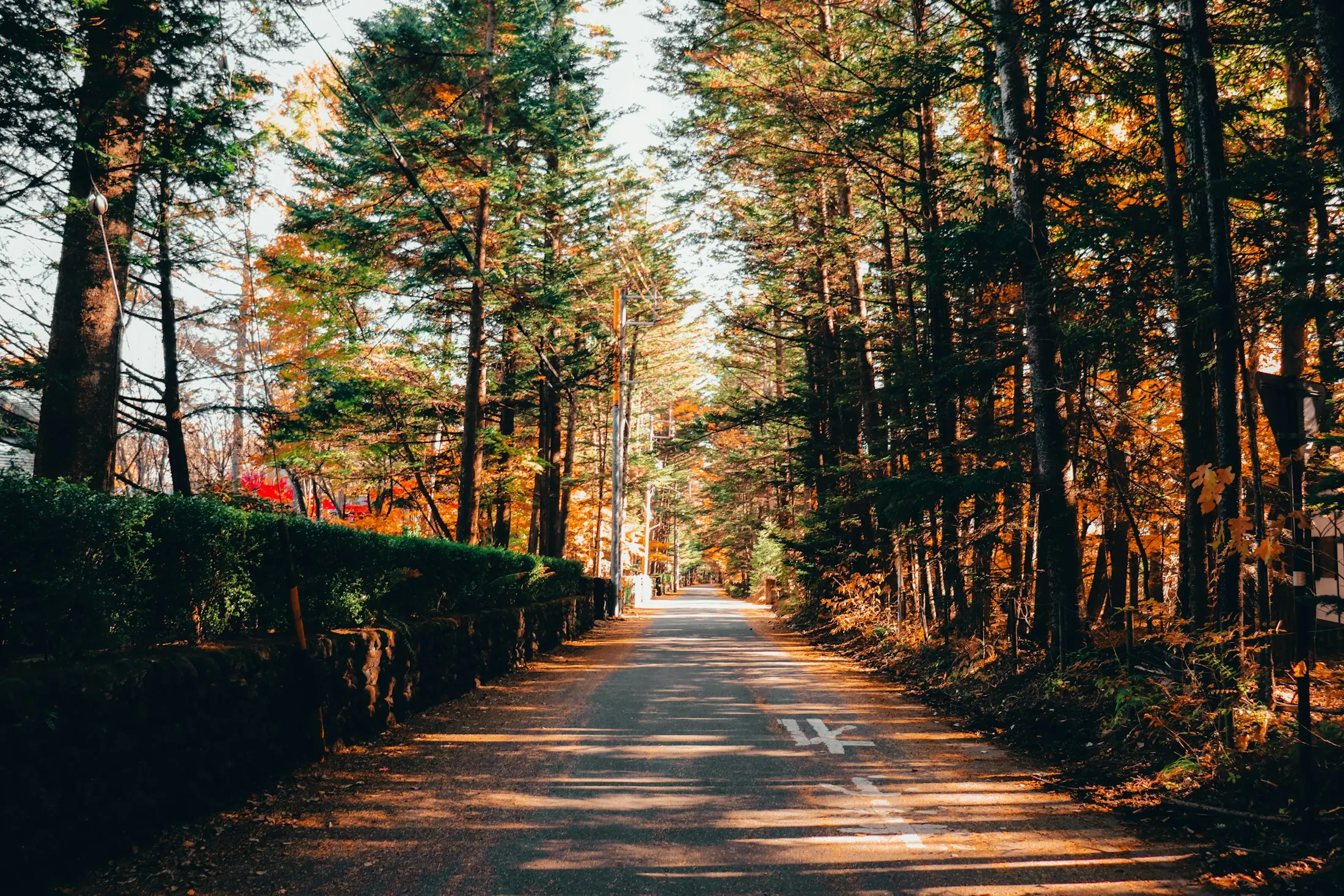 Dog friendly guide to Karuizawa
