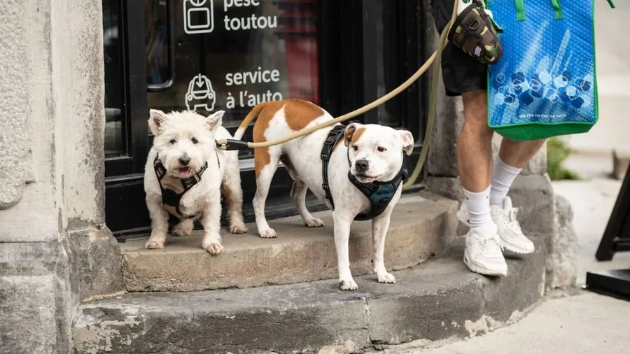 Dog friendly city guide to Montreal