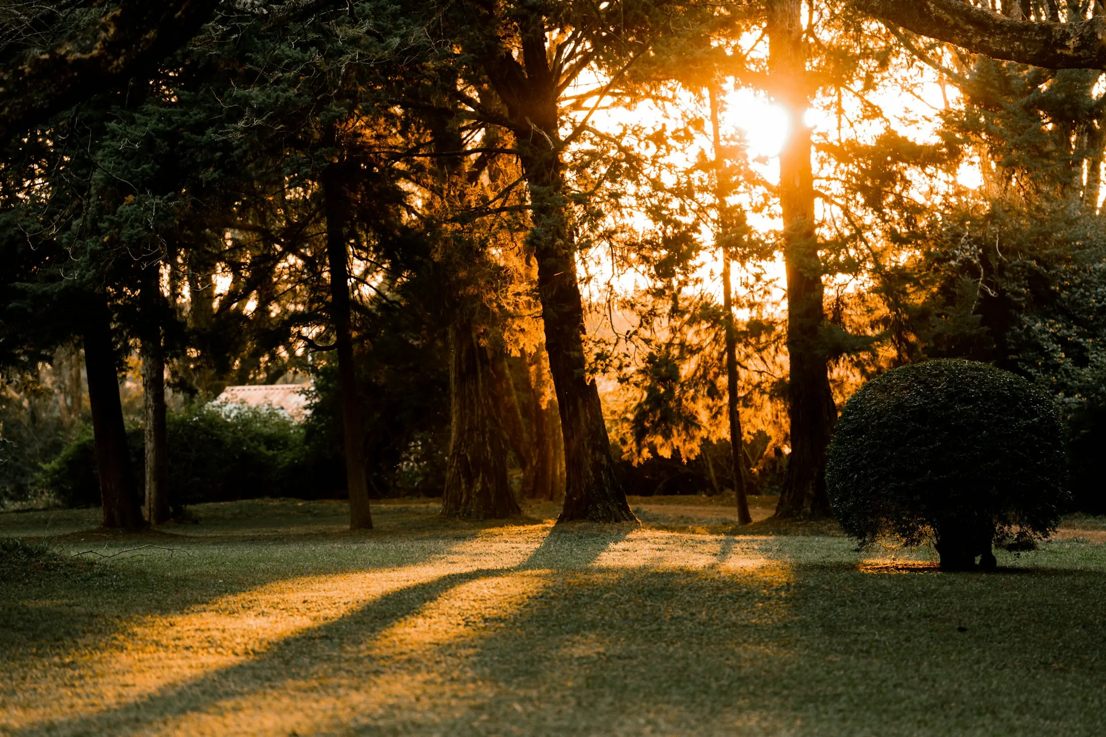Dog friendly guide to Nairobi