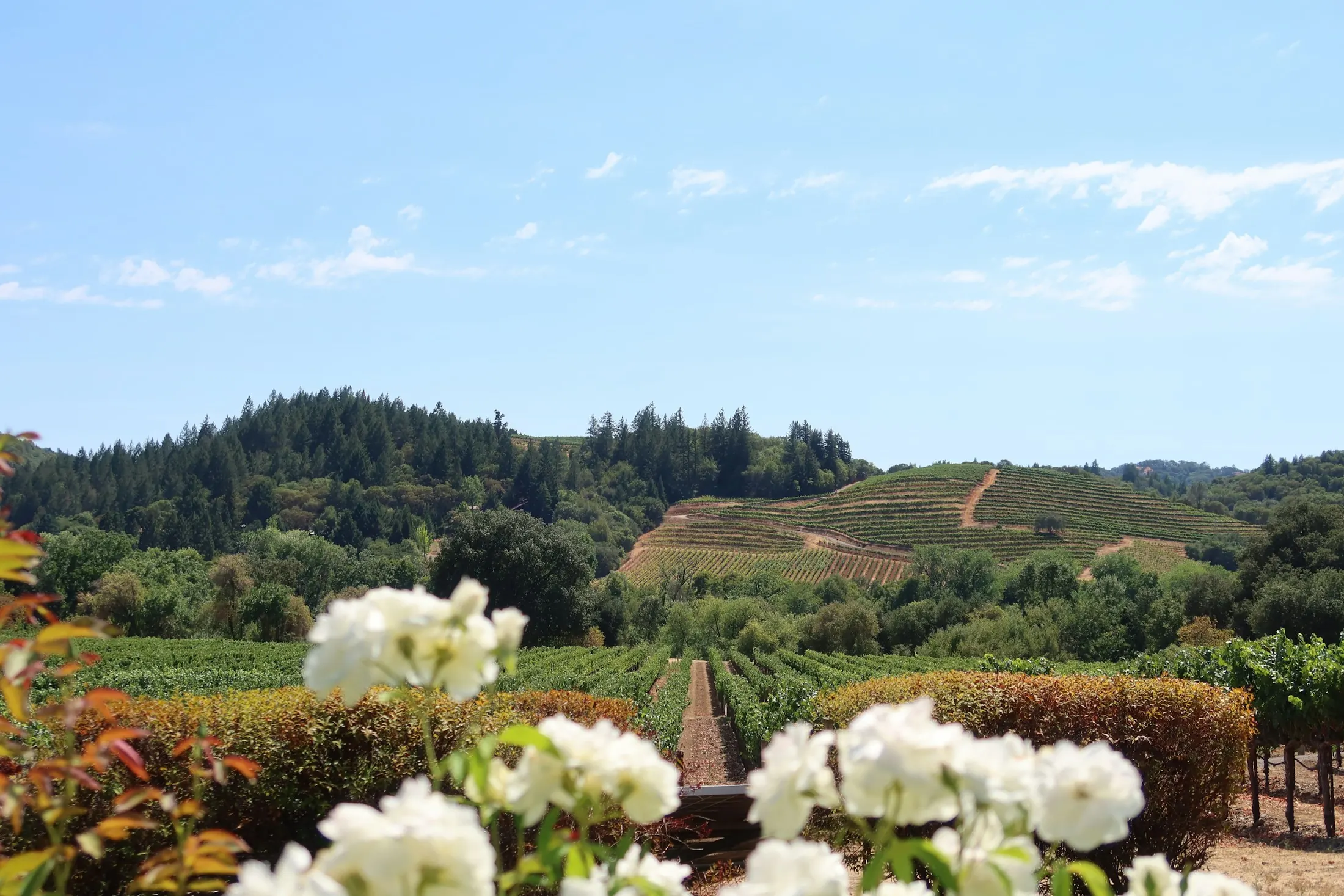 Dog friendly guide to Napa