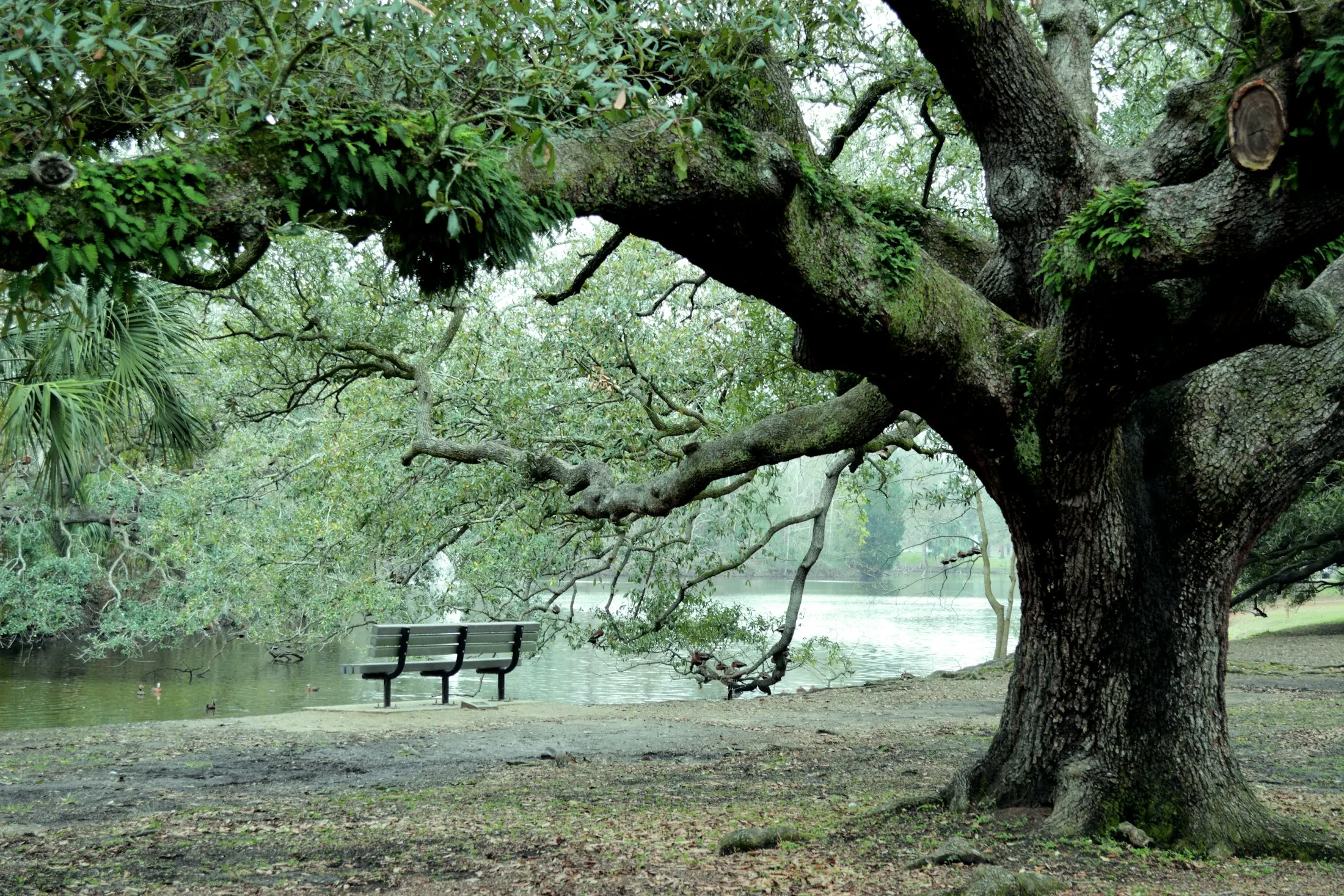 Dog friendly guide to New Orleans