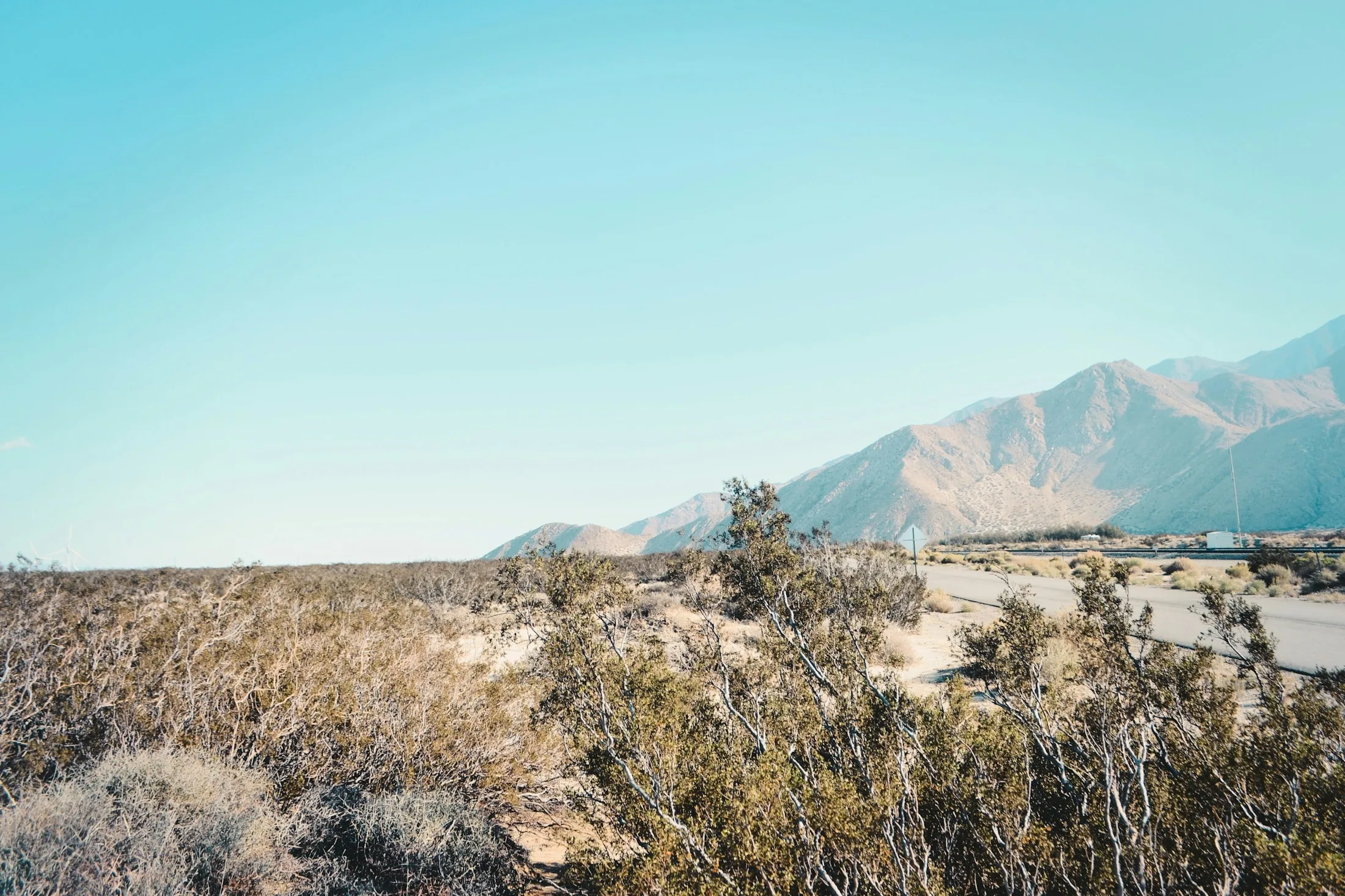 Dog friendly guide to Palm Springs