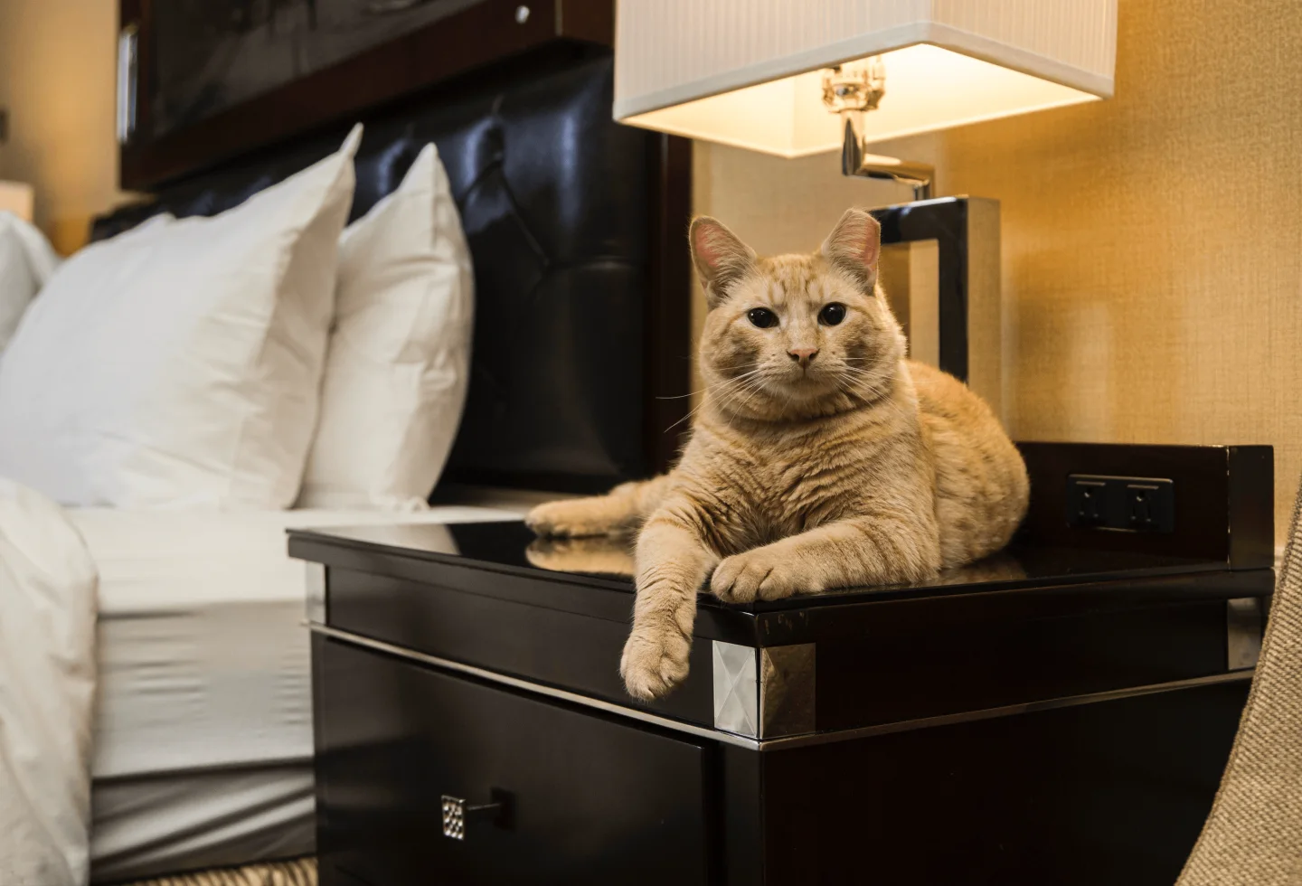 A ginger cat relaxing on a nightstand in a hotel room
